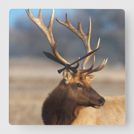 Portret van een verbluffende stier elelk vierkante klok (Voorkant)