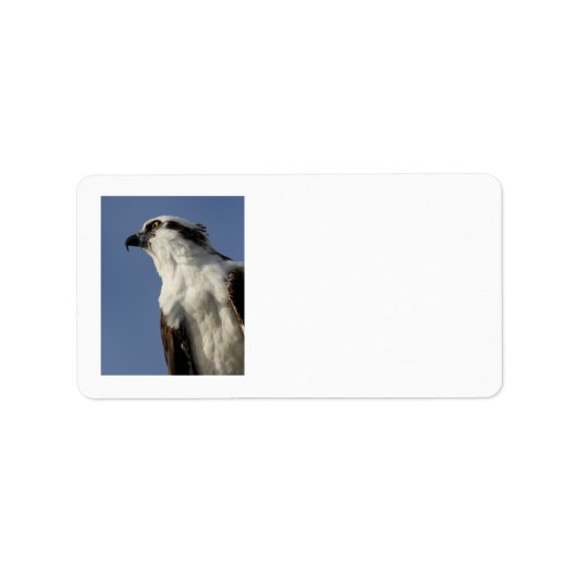 Portret van een visarend etiket (Voorkant)