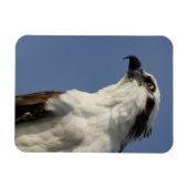 Portret van een visarend magneet (Horizontaal)