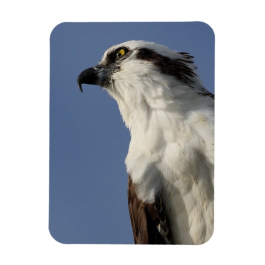 Portret van een visarend magneet (Verticaal)