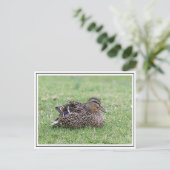 Portret van een vrouw mallard briefkaart (Staand voorkant)