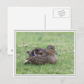 Portret van een vrouw mallard briefkaart (Voorkant / Achterkant)