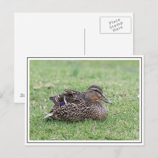 Portret van een vrouw mallard briefkaart (Voorkant / Achterkant)