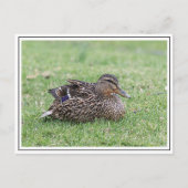 Portret van een vrouw mallard briefkaart (Voorkant)