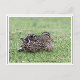 Portret van een vrouw mallard briefkaart