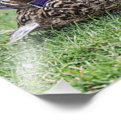 Portret van een vrouw mallard foto afdruk (Hoek)
