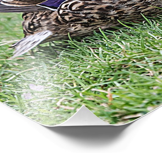 Portret van een vrouw mallard foto afdruk (Hoek)