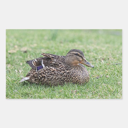 Portret van een vrouw mallard rechthoekige sticker (Voorkant)