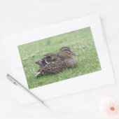 Portret van een vrouw mallard rechthoekige sticker (Envelop)