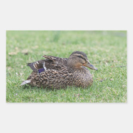 Portret van een vrouw mallard rechthoekige sticker
