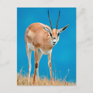 Portret van een vrouwelijke Grant's Gazelle (Gazel Briefkaart