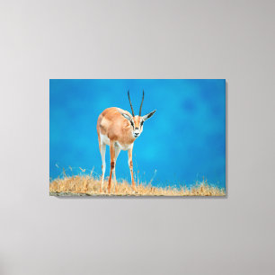 Portret van een vrouwelijke Grant's Gazelle (Gazel Canvas Afdruk