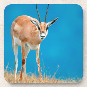 Portret van een vrouwelijke Grant's Gazelle (Gazel Drankjes Onderzetter