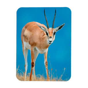 Portret van een vrouwelijke Grant's Gazelle (Gazel Magneet