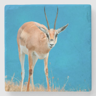 Portret van een vrouwelijke Grant's Gazelle (Gazel Stenen Onderzetter