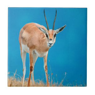 Portret van een vrouwelijke Grant's Gazelle (Gazel Tegeltje