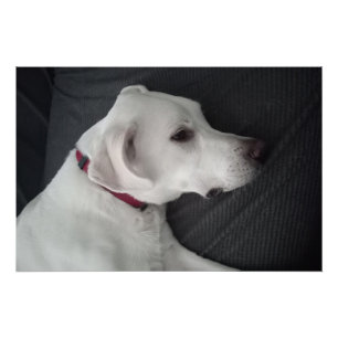 Portret van een White Dog Traditional and Classic Perfect Poster