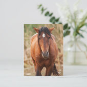 Portret van een Wild Mustang Briefkaart (Staand voorkant)