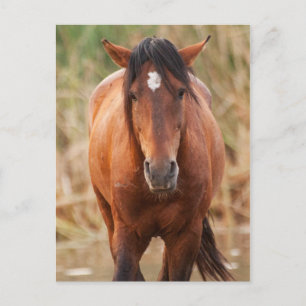 Portret van een Wild Mustang Briefkaart