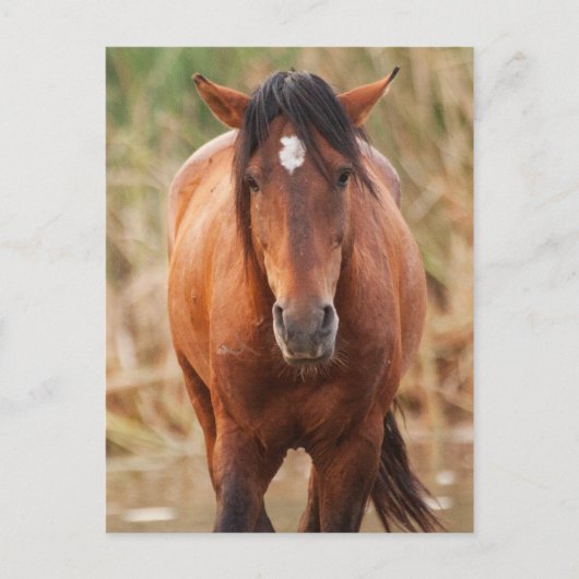 Portret van een Wild Mustang Briefkaart (Voorkant)
