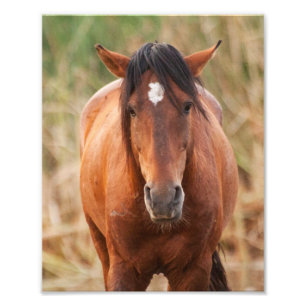 Portret van een Wild Mustang Foto Afdruk