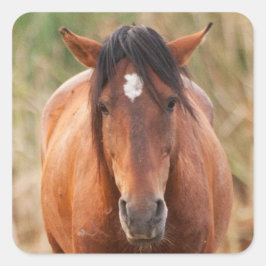 Portret van een Wild Mustang Vierkante Sticker