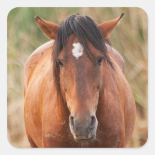 Portret van een Wild Mustang Vierkante Sticker