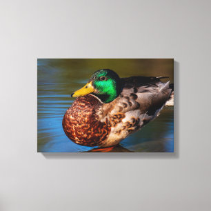 Portret van een Wilde Eend Canvas Afdruk