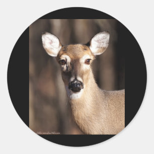 Portret van een witstaarthert doe in het wild ronde sticker