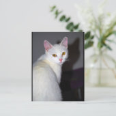 Portret van een witte kat briefkaart (Staand voorkant)