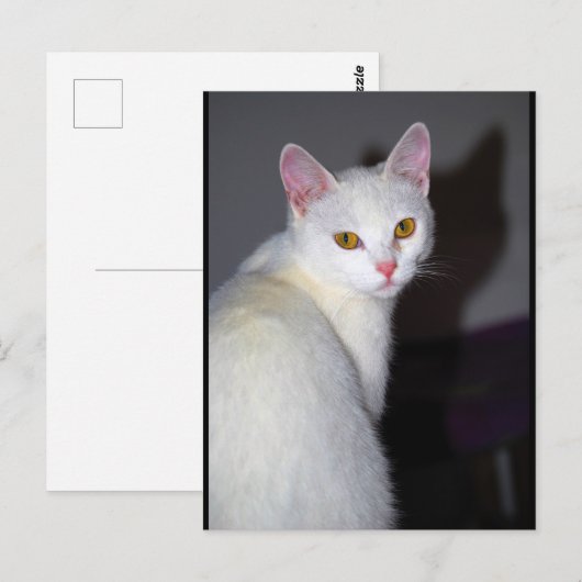Portret van een witte kat briefkaart (Voorkant / Achterkant)