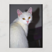 Portret van een witte kat briefkaart (Voorkant)