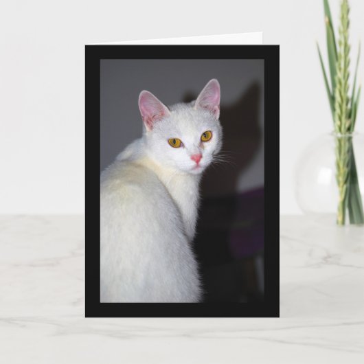 Portret van een witte kat kaart (Voorkant)