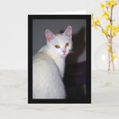 Portret van een witte kat kaart (Gele Bloem)