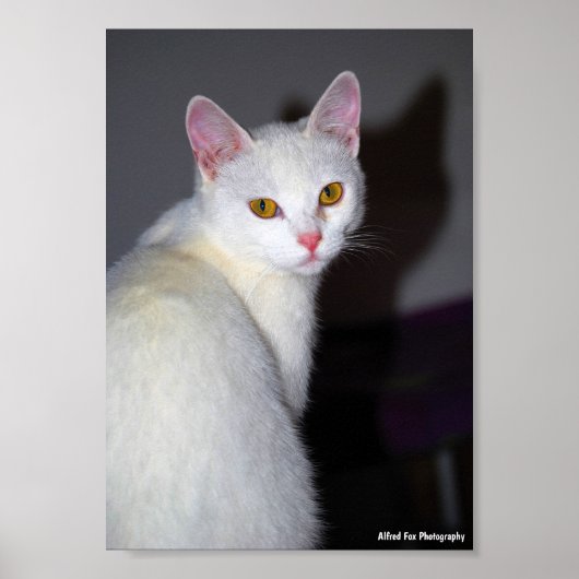 Portret van een witte kat poster (Voorkant)
