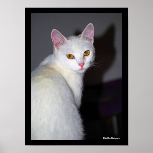 Portret van een witte kat poster (Voorkant)