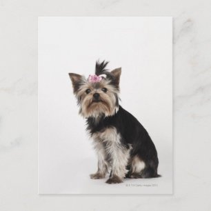 Portret van een Yorkshire Terrier-hond Briefkaart
