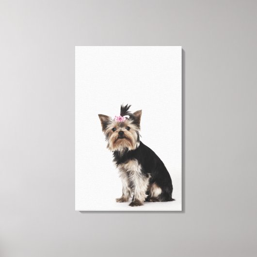 Portret van een Yorkshire Terrier-hond Canvas Afdruk (Voorkant)