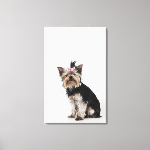 Portret van een Yorkshire Terrier-hond Canvas Afdruk