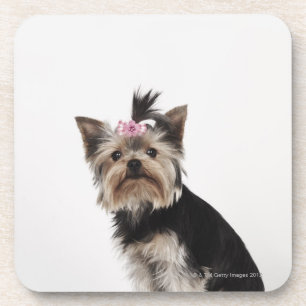 Portret van een Yorkshire Terrier-hond Drankjes Onderzetter