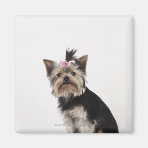 Portret van een Yorkshire Terrier-hond Magneet