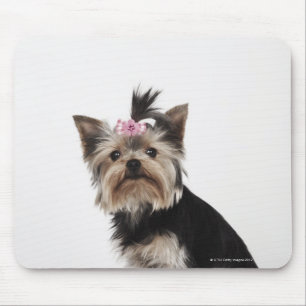 Portret van een Yorkshire Terrier-hond Muismat