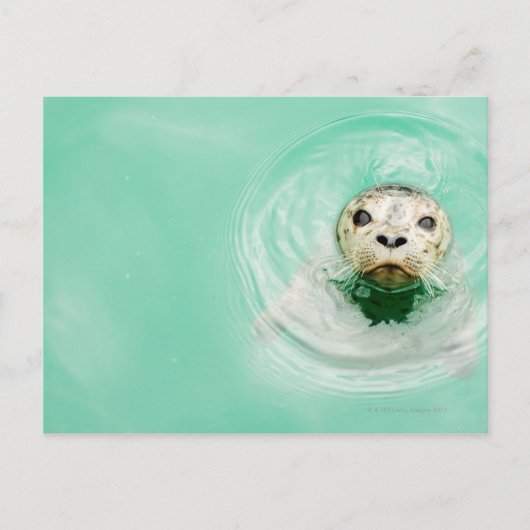 Portret van een zegel in water briefkaart (Voorkant)