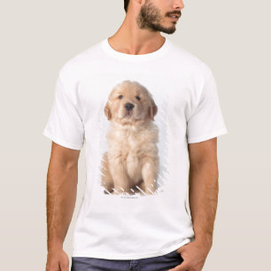Portret van een zes weken oude gouden recuperatie- t-shirt