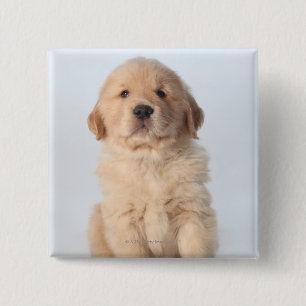 Portret van een zes weken oude gouden recuperatie- vierkante button 5,1 cm