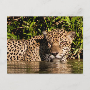 Portret van een zwemmende jaguar briefkaart