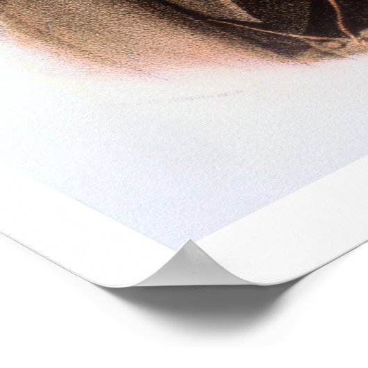 Portret van Felix Mendelssohn (1809-47) (litho) Poster (Hoek)