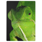 Portret van flap-necked chameleon klembord (Achterkant)