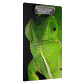 Portret van flap-necked chameleon klembord (Rechts)