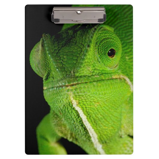 Portret van flap-necked chameleon klembord (Voorkant)